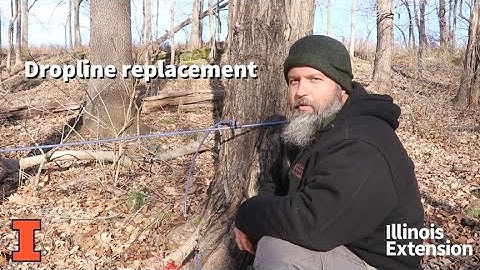 Dropline replacement on maple sap collection system