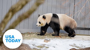 Giant Pandas return to Smithsonian’s National Zoo for public viewing | USA TODAY