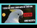 7 COSAS que DEBES SABER antes de tener una CACATÚA