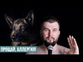 Дефицит IgA у немецких овчарок | Энциклопедия UA DOG