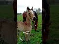 nowy źrebak w stajni,