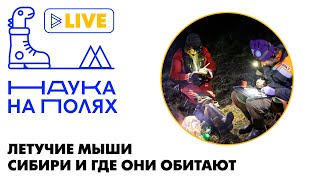 картинка: Летучие мыши Сибири и где они обитают| Алексей Маслов