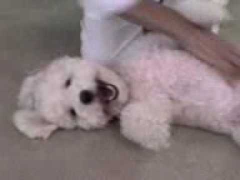 PROOF THAT DOGS CAN SMILE ~  BICHON FRISE ~ FUNNY DOG! ~ Bichon Poodle