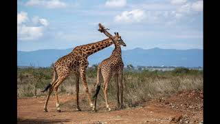 Nairobi National Park