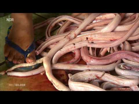 Video: Schlangen Und Andere Exotische Tiere Bei Raid In Texas Tot Aufgefunden