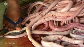 Indonesien: Tierquälerei in Schlangenfarmen NDR Weltbilder