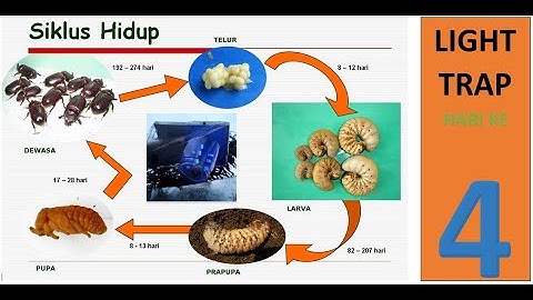 Hari #4 - Lampu Perangkap Ngengat Hama Serangga ( Light Trap ) di Perkebunan Kalimantan Area 1