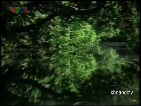 Thế giới thực vật