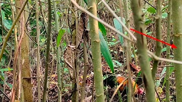 ต่อไก่ป่า yos hav zoov dib qaib qus