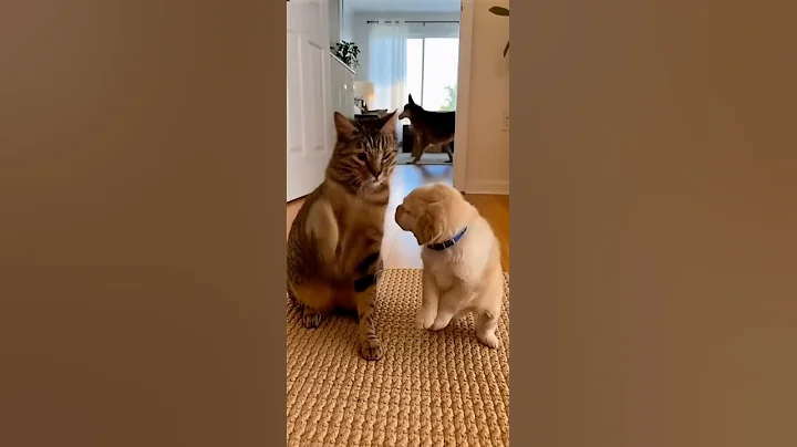 Video 11889251: hilarious cat playing, cat cuddling, cute pets, fight