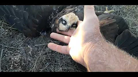 Нелюди убили БОЛОТНОГО ЛУНЯ !