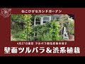 【コテージガーデン】ツルバラ&黒系宿根草&銅葉の植栽/バラ開花直前の様子/壁面に使っている5種のバラ