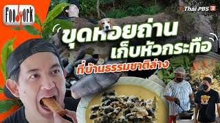 ขุดหอยถ่าน เก็บหัวกระทือ ที่บ้านธรรมชาติล่าง : Foodwork [CC]