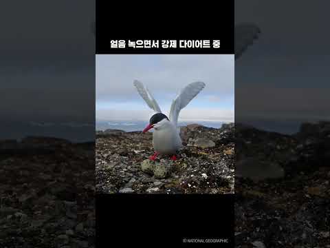 얼음 녹으면서 강제 다이어트 중