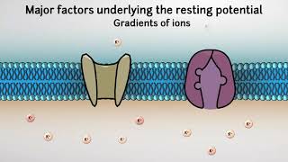 The Resting Membrane Potential