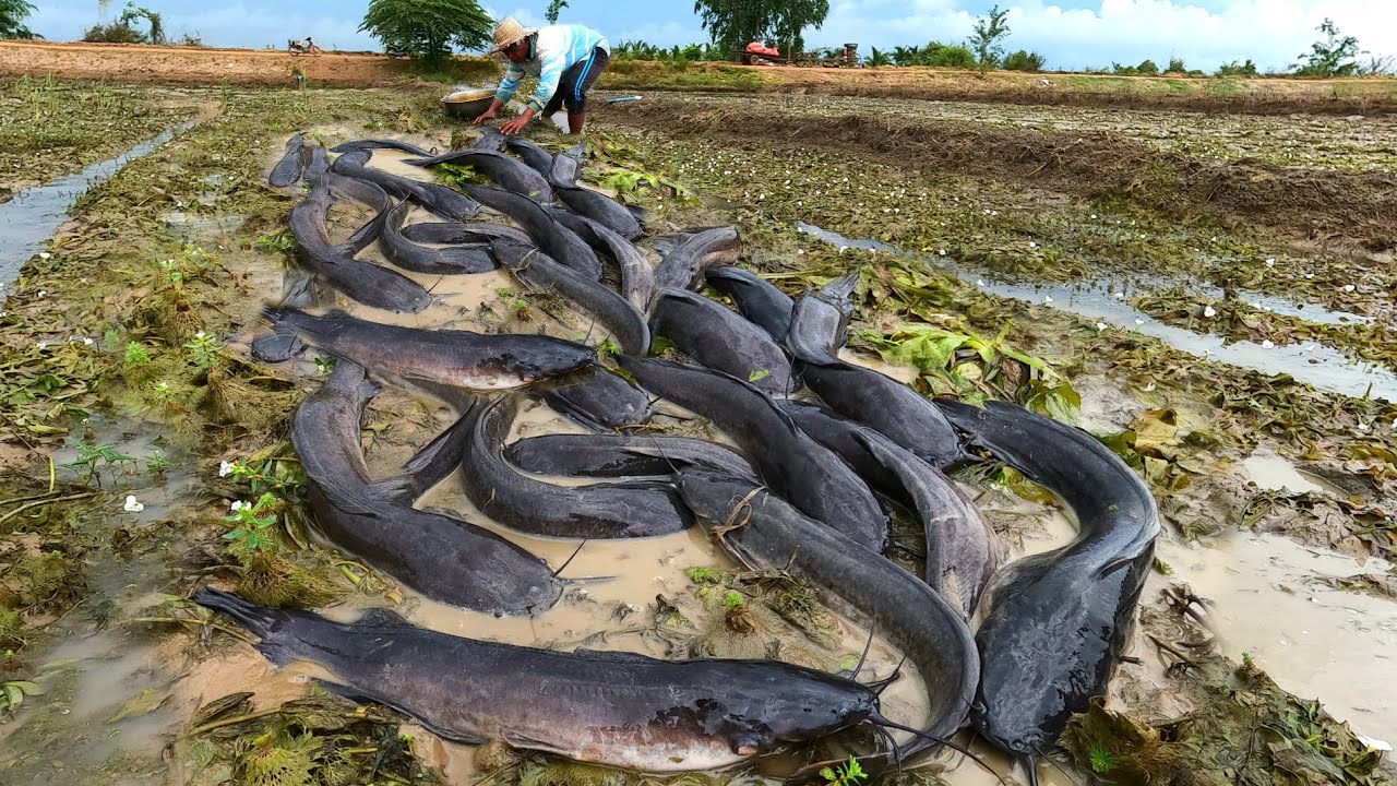 unigue  ! Catch a lot of fish in the grass in the rice fields.