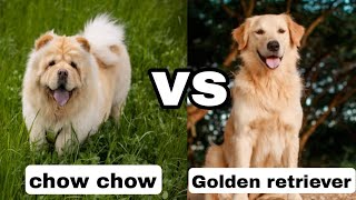 Chow Chow vs Golden retriever