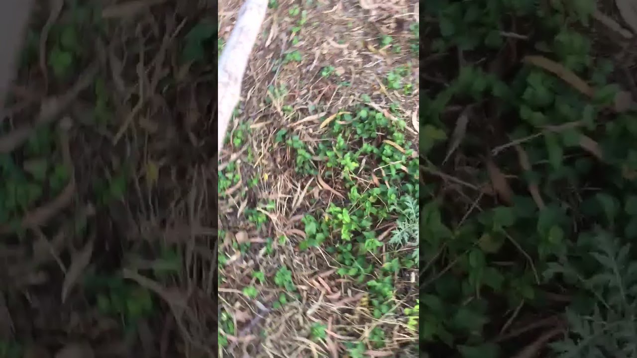 Wild Snake in Islamabad lockdown YouTube