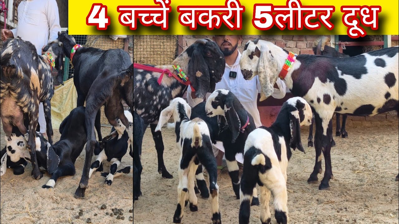 4 बच्चें बकरी 5 लीटर दूध वाली पंजाबी बकरियां बिकाऊ beetal goat 