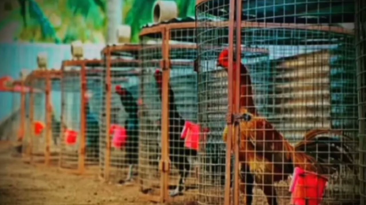 Sandai Seval WhatsApp status 😡😡⚔️ in Tamil| My Dream Life❤️💯🗡️🔥