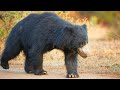 When Sloth Bears Attack