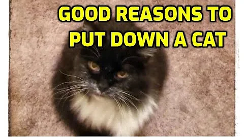 Did I do the right thing by putting my cat down?