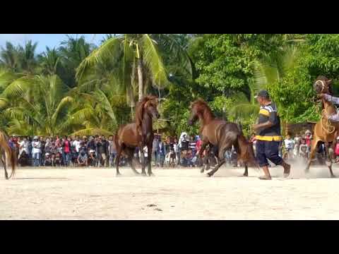 keseruan atraksi kuda pesta tahunan kepulauan Selayar.Pulau lambego kecamatan pasimarannu