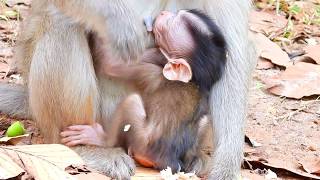 Eleno & It's Mommy | Baby Eleno Have Milk A Lot & Sleep Until Full