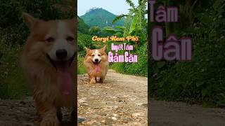 Corgi Kem Phố quyết tâm giảm cân 😂🤣 #pets #dog #funny #corgi #funny #funnydogs #cuocsongmiennui
