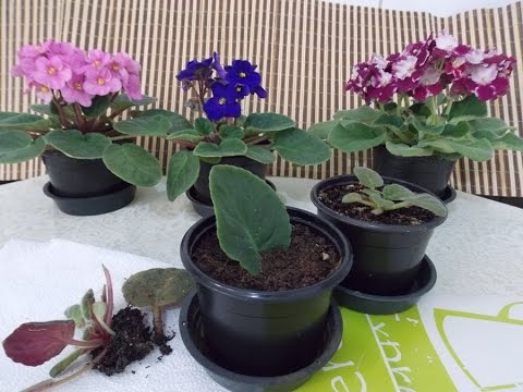 Vídeo: Como Transplantar Uma Violeta? Transplante Passo A Passo De Violetas De Quarto Em Casa? Você Pode Transplantar Em Dezembro? Você Pode Transplantar A Flor De Saintpaulia Para Outro 