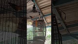 Download Lagu Kemade Birahi MP3