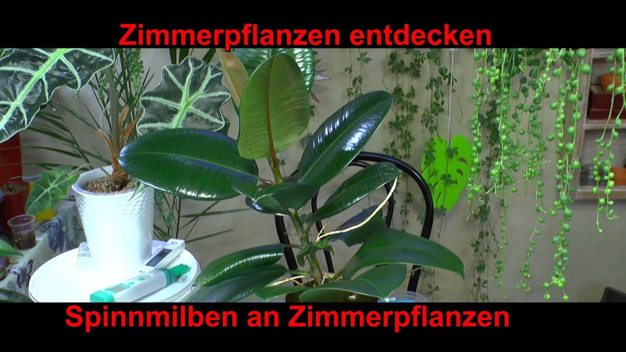 monstera ikea IKEA FEJKA Artificial potted plant, in/outdoor Monstera, 19 cm – ChazeKart