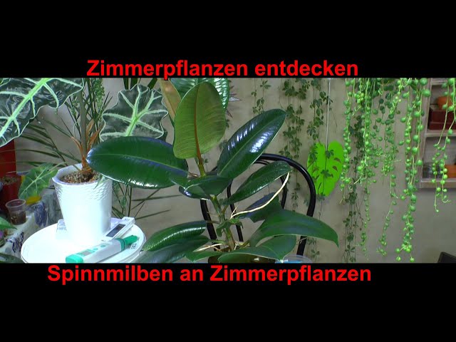 gummibaum ficus elastica pflege Tineke-Gummibaum - Ficus elastica Tineke