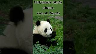 Unknown, Interesting Facts : Giant Panda? panda ,animals ,wildlife