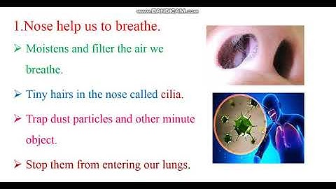 Class: 3rd  Unit#1  The Human Body (Nose)