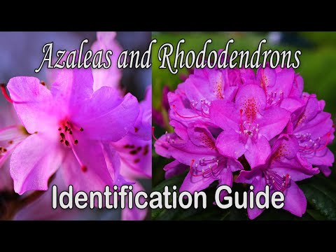 What&rsquo;s the difference between Azaleas and Rhododendrons - Plant Identification Guide