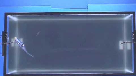 Zebrafish response to robotic fish (3)
