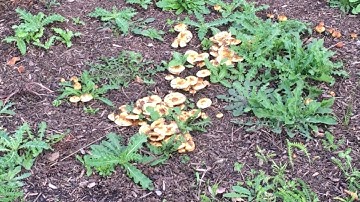 Check out these trippy looking mushrooms growing near Emerald Park (OWL 0476)