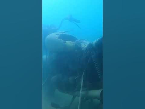 You Won't Believe What I Found Underwater While Scuba Diving - YouTube