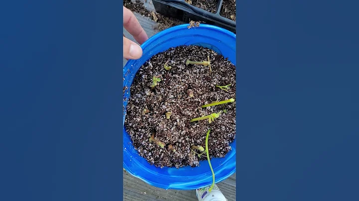 The EASY Way to Root Grape Cuttings
