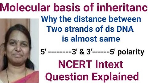 Why distance between two strands of ds DNA remains almost constant//5