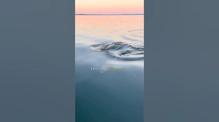 Joe Rogan Reveals The Dark Side Of Dolphins #shorts