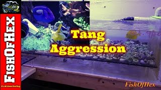 Yellow Tang Kills Naso While In Quarantine | Tang Aggression