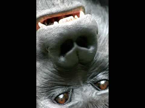 Video: Op Het Spoor Van Gorilla's In Het Odzala Nationaal Park, Congo