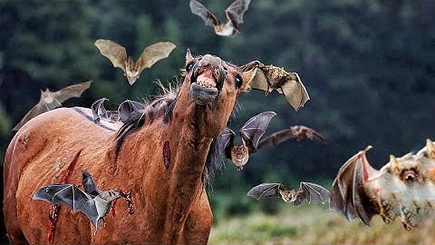 How Vampire Bats Suck Blood for 30 Minutes Unnoticed
