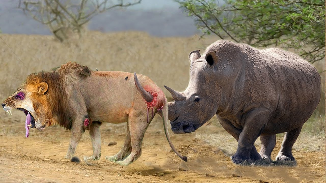 Mother Rhino Bravely Take Down Herd Lions To Rescue Her Baby - Lion vs Rhino, Hippo, Zebra, Giraffe