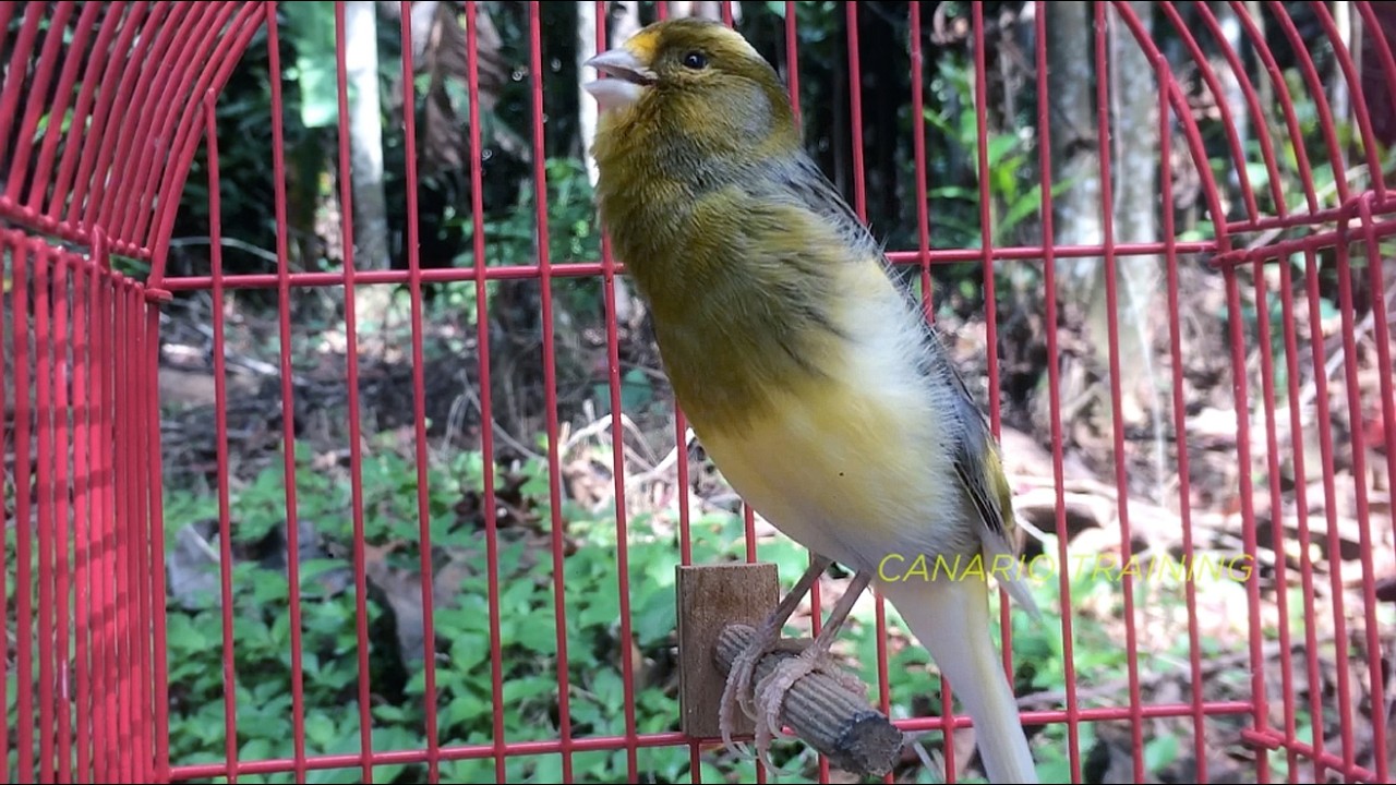Canto Melodioso Para Estimular o Canário Belga no Dia a Dia - Melhor Canto Canário