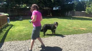 Bernese Mountain Dogs being stubborn! What to do when the preteen adolescence kicks in....