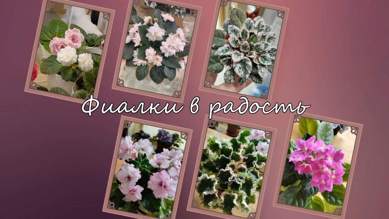 Обзор моих фиалок 2025