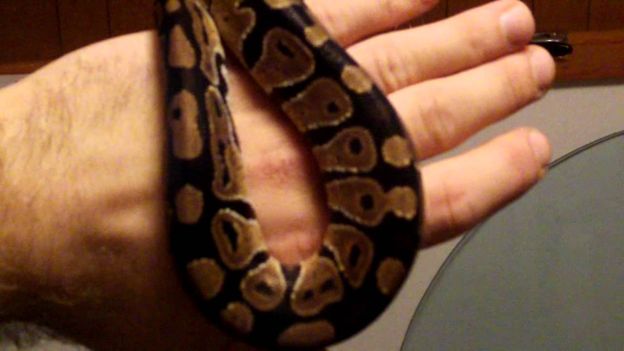 Female Royal Pythons - YouTube